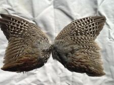 Beautiful Pheasant Wings For Crafts And Dog Training
