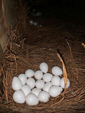 24 - Bobwhite Quail Eggs