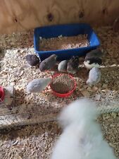 12 Fertile Button Quail Hatching Eggs