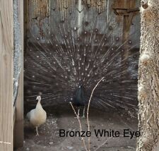 Presale 3 Pure Bronze White Eye Peacock Hatching Eggs
