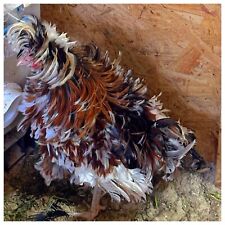 6 Polish Fertile Hatching Chicken Eggs. All Chicks Have A Chance To Be Frizzle