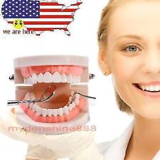 Professional Dental School Teeth Demonstration Model For Study Practice