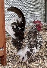 10serama Hatching Eggs Micro A B Smooth And Silkie Feather Variety Of Color
