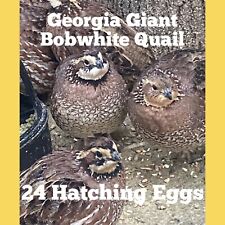 24 Georgia Giant Bobwhite Quail Eggs  -pre-sale-