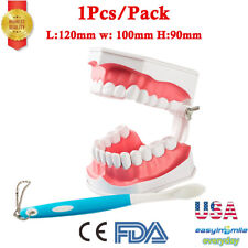 1pcs Dental Study Model Colgate 2times Large With Removable Adult Teeth Model Us