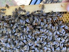Live Caucasian Honey Bee Queen 50 Mated Marked Laying Ships 4-22-2024