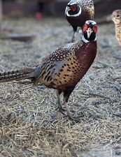 12 Ring Neck Pheasant Hatching Eggs Shipping Now