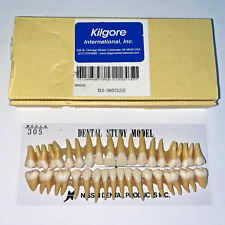 Kilgore Nissin Dental Study Model B3-305 Anatomical Model Tooth Set