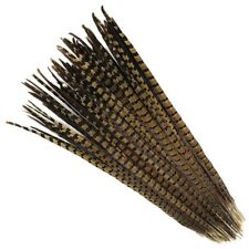 English Ringneck Pheasant Tail Natural Feathers 10-100 Pcs Many Sizes 6-28 New