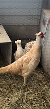 12 Light Pied Pheasant Hatching Eggs Pre Sale - 12 Eggs