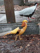 Pre Sale 6 Yellow Golden Pheasant Fresh And Fertile Hatching Eggs