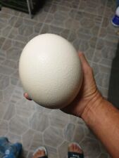 Ostrich Egg - Fresh Eggs Up To 3 Pounds Or More