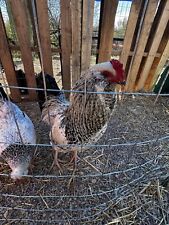 3 Easter Egger And 3 Bantam Frizzle Chicken Hatching Eggs