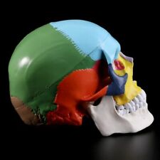 Life Size Colorful Human Skull Model Anatomical Anatomy Medical Teach Skeleton