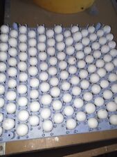 120 Northern Bobwhite Quail Hatching Eggs