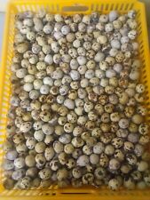 100 Extras Brown Pharaoh Coturnix Quail Hatching Eggs For Sale