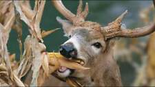 250 Dinner Getter Deer Food Plot Corn Seeds-high Yielding Hybrid Whitetail Deer
