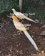 Presale-6 Peach Golden Pheasant Fertile Hatching Eggslate Marchapril