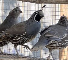 California Valley Quail 61 Hatching Fertile Eggs Laying Now