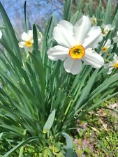 Pheasant Eye Daffodils W Bulbs 207