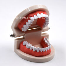 Dental Orthodontic Study Teach Adult Standard Typodont Demonstration Teeth Model