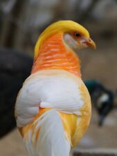 Peach Golden Pheasant Hatching Eggs Shipping Now- Per Egg