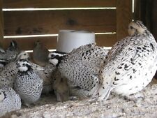 12 Snowflake Bobwhite Quail Hatching Eggs Free Shipping Available Now