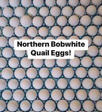 25 Northern Bobwhite Quail Fertile Hatching Eggs Npip Cert-free Shipping