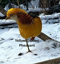 Presale-6 Yellow Golden Pheasant Fertile Hatching Eggslate Marchapril
