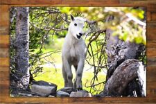Baby Mountain Goat Wildlife Photography Print Glacier National Park Nature Decor