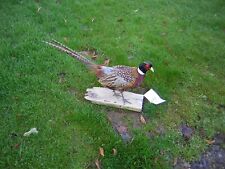 Ringneck Pheasant Rooster - Standing - Mount - Taxidermy