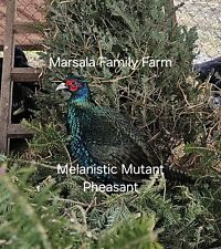20 4 Melanistic Mutant Pheasant Fertile Hatching Eggs-laying Now