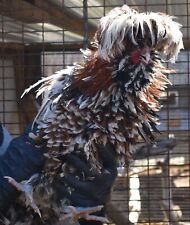 Ships This Week Tolbunt Polish Hatching Eggs- 8 Eggs-50 Chance Of Frizzle-