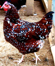 6 Npipai Clean Speckled Sussex Chicken Hatching Eggs Show Quality Grade A