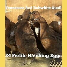 24 Tennessee Red Bobwhite Quail Hatching Eggs -pre-sale-
