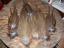 3 Beautiful Fanned Ringneck Pheasant Feather Tail Clump Dried Cured Fly Tying