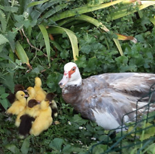 Muscovy Duck Hatching Eggs 6 Eggs -free Shipping- Read Description Before Buy