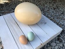 Fresh Ostrich Egg Up To 3lbs - We Feed Our Hens 100 Organic Feed