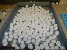 100 Northern Bobwhite Quail Eggs Npip And Ai Tested Clean