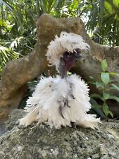 6 Frizzled Showgirl Paint Silkie Hatching Eggs Shipped In Foam