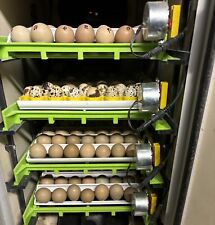 Dozen Ringneck Pheasant Fertile Hatching Eggslaying Now