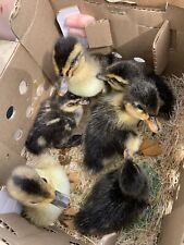 6 Fertile Duck Hatching Eggs Barnyard Mix