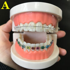 Dental Orthodontic Education Study Teeth Model W Brackets Arch Wire Buccal Tube