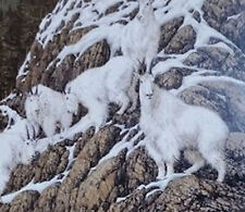 Bev Doolittle Mountain Goat Bookplate Prints Wall Art Bd75