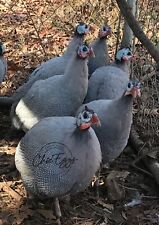 5 Beautiful Lavender Guinea Fowl Fertile Hatching Eggs