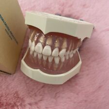 Kilgore Nissin Dental Hygiene Teaching Study Model I21dp-400g