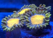 Yellow Brick Road Zoa 2 Polyp Frag Free Shipping On Orders Over 85