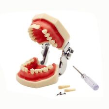 Dental Typodont Practice Study Standard Teeth Model 28 Pcs Removable Teeth M7008
