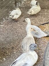 6 Silver Mallard Duck Hatching Eggs Fresh Picked All In The Last 3 Days