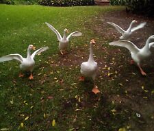 Spring Sale 51 Pure White Chinese Goose The Swan Goose Hatching Eggs